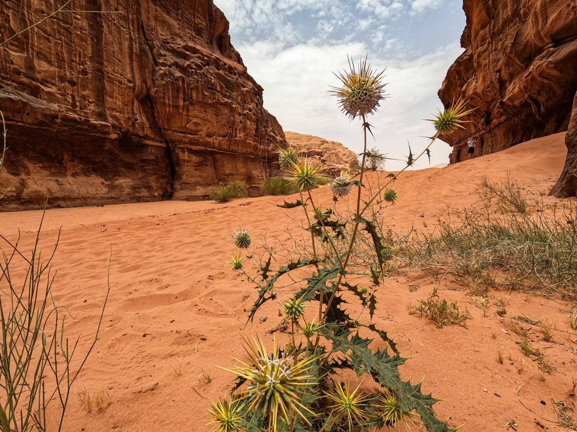Hotel Stargazing Camp & Tours Wadi Rum Exteriér fotografie