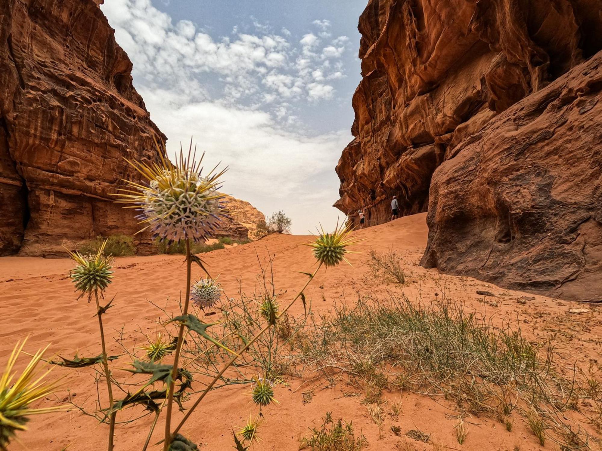 Hotel Stargazing Camp & Tours Wadi Rum Exteriér fotografie
