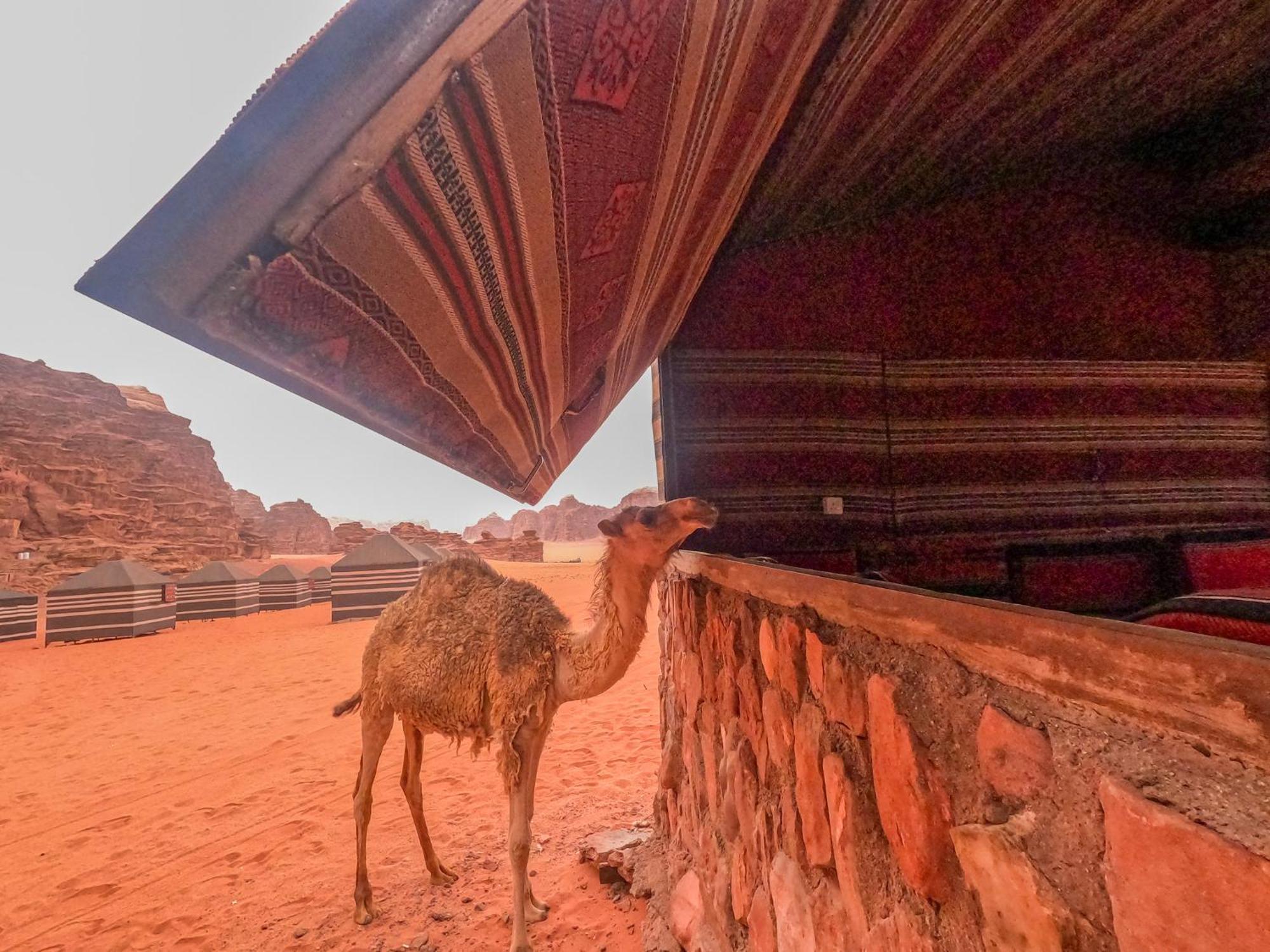 Hotel Stargazing Camp & Tours Wadi Rum Exteriér fotografie